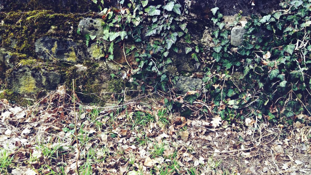 Wald-Blogbuster-Hundeseele