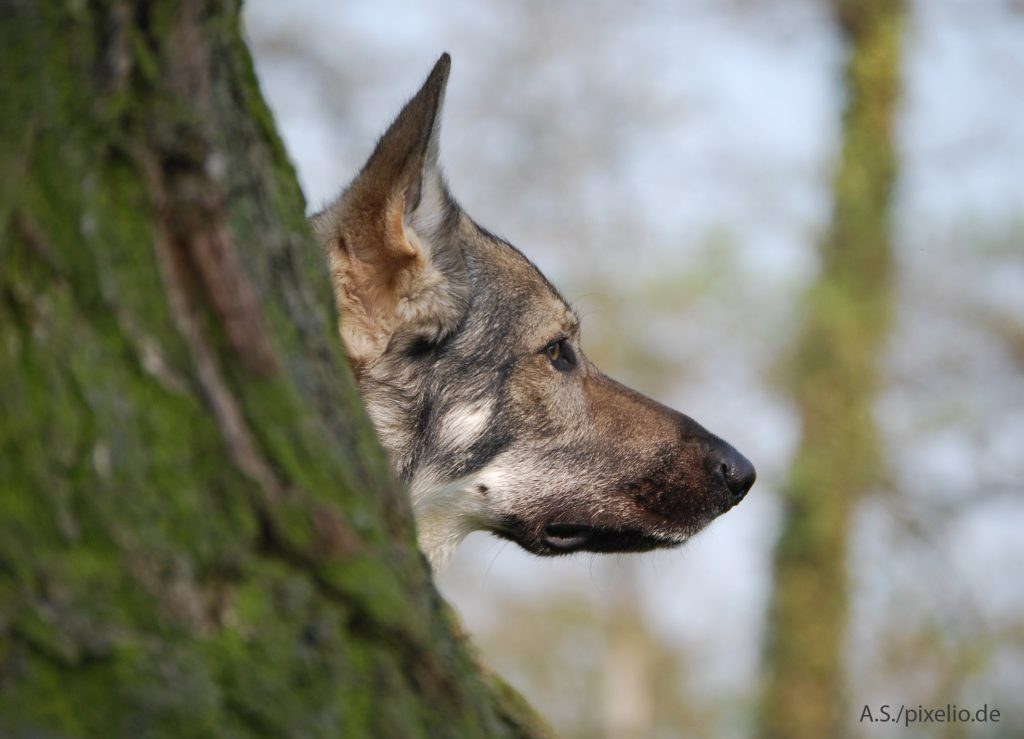 Wolfshund / www.pixelio.de (Copyright_A. S._pixelio.de)
